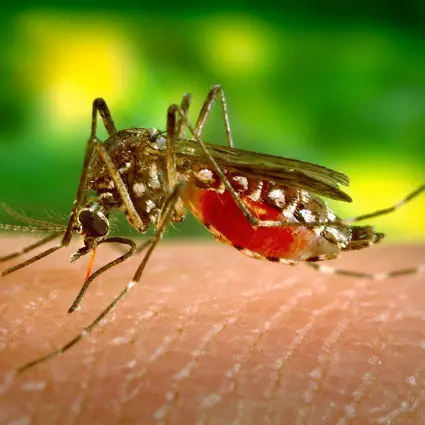 A mosquito on human skin