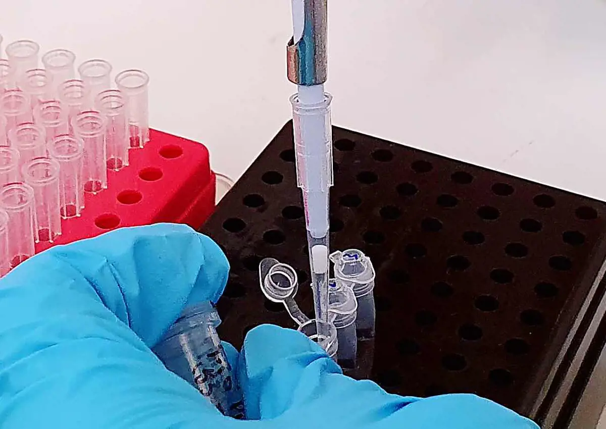 A researcher inserting saliva samples into vials for the rapid COVID 19 test